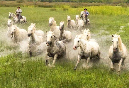 Troupeau de chevaux semi sauvages en Camargue